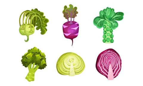 Different Cabbage with Broccoli and Brussels Sprout Cabbage Vector Set Ilustración de archivo