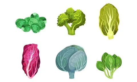Different Cabbage with Broccoli and Pak Choi Vector Set Ilustración de archivo