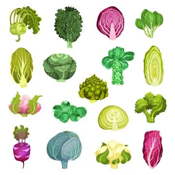 Different Cabbage with Broccoli and Pak Choi Big Vector Set Ilustración de archivo
