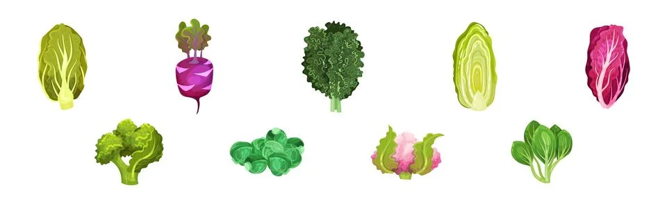 Different Cabbage as Fresh Organic Vegetable Vector Set Illustrazione stock