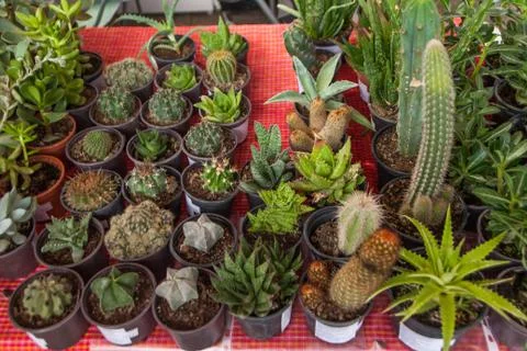Different cacti in a jar Photos