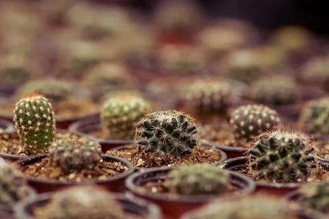 Different cacti in orangery Foto stock