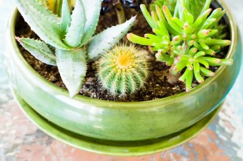 Different cactus Stock Photos