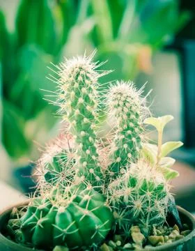 Different cactus plants Foto stock