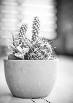 Different cactus plants Фото