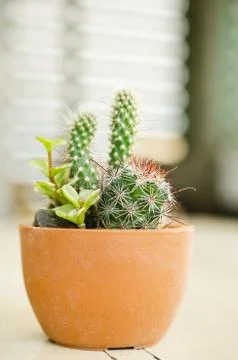 Different cactus plants Stock Photos