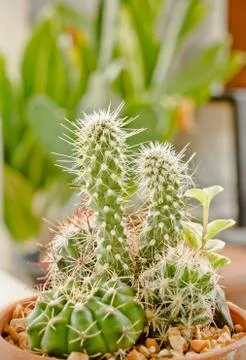 Different cactus plants Photos