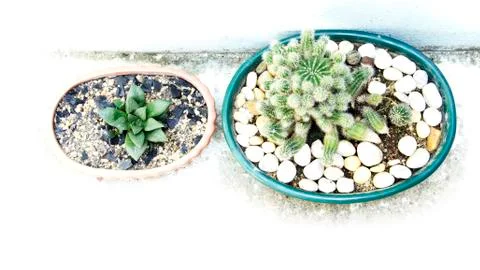 Different cactus in two pots style Stock Photos