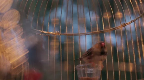 Different canaries in a cage. background with free text space. Stock Footage 59861603