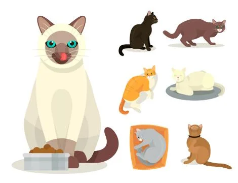 Different cat breeds cute kitty pet cartoon cute animal cattish character set Stock Illustration