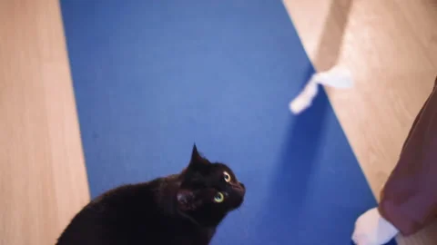 Different Cats Focus Attentively, Various Feline Friends Pay Close Attention Stock Footage 329521643