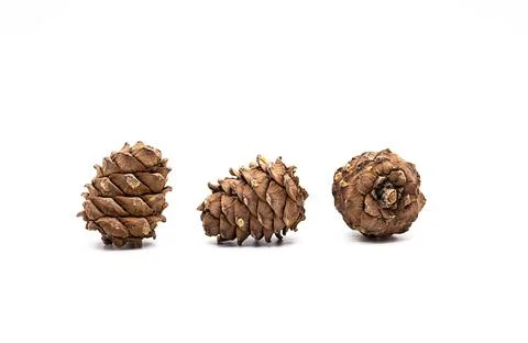 Different cedar cones with pine nuts on white background. Stock Photos
