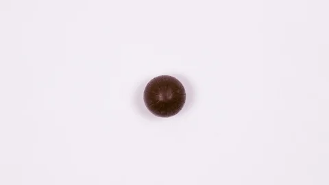 Different chocolate candies on a white background. 4k. Top view. Stop Motion. Stock Footage 88826235