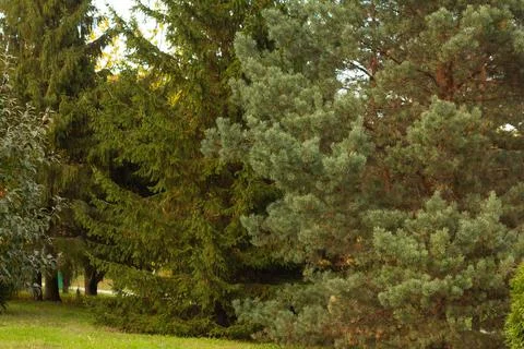 Different Christmas trees in the park Stock Photos