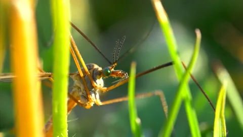 Different close up shots of crane fly sitting on grass strands during sunny day 動画素材 172147982