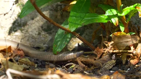 Different close ups of Slow Worm covered in leaves in garden during sunny day Stock Footage 172153520