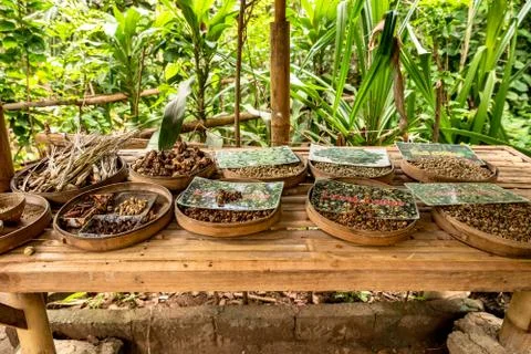 Different coffee beans on a table on a coffee plantation in Bali Stock Photos