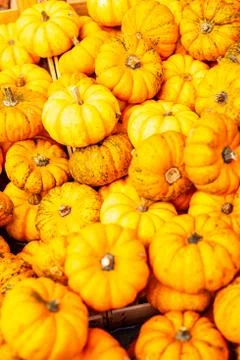 Different color and size pumpkins on outdoor market, autumn food Stock Photos