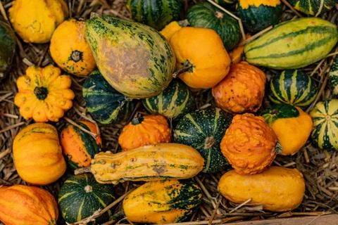 Different color and size pumpkins on outdoor market, autumn food Stock Photos