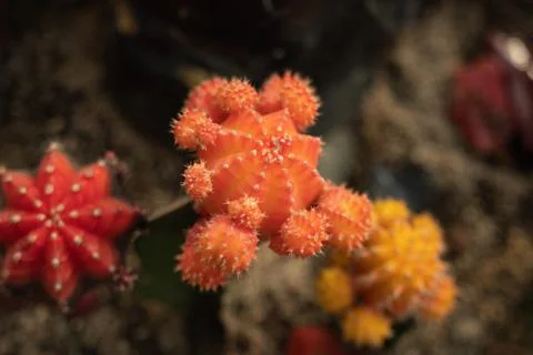 Different color cactuses Stock Photos