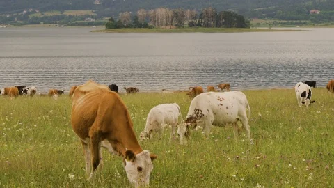 Different color cows eating fresh green grass on meadow near lake Stock Footage 111648057