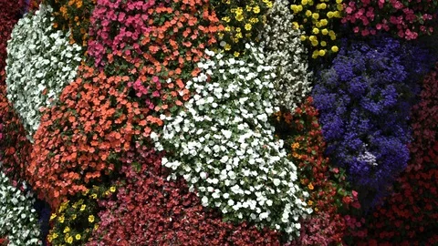 Different Color Flowers Vertically Organized Moving in the Wind _4K_3840x2160 Stock Footage 111402994