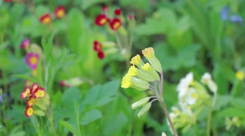 Different color forms of cowslip flower Stock Footage 52299077