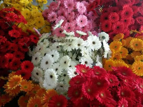 Different color gerbera flowers bunches Stock Photos