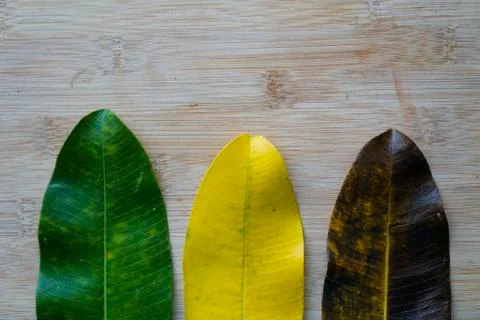 Different color leaves on rustic wooden background.Climate change concept. Stock Photos