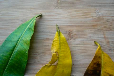 Different color leaves on rustic wooden background.Climate change concept. Stock Photos