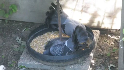 Different color pigeons Vídeo Stock 77478020