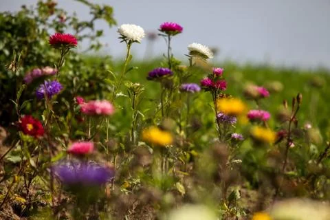 Different colored asters  in garden. Stock Photos