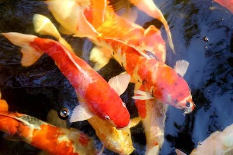 Different colored fish carp Stock Photos