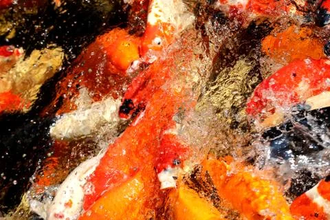 Different colored fish carp Stock Photos