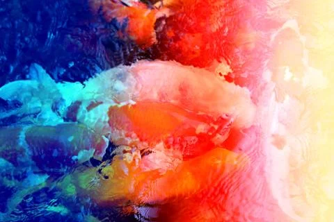 Different colored fish carp Stock Photos