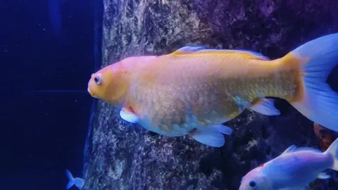 Different colored fish in a large aquarium. Stock Footage 263432134