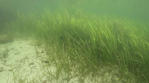 Different colored fish swim through green seaweed in Ketchican, AK Stock Footage 36320733