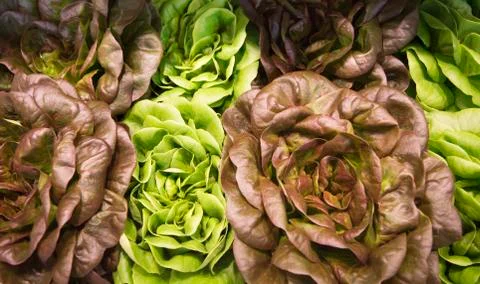 Different colored lettuces Stock Photos