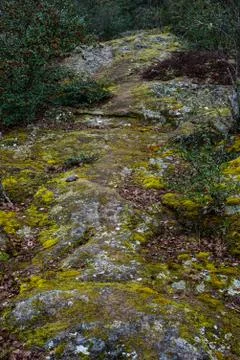 Different colored molds on a rock - texture Stock Photos