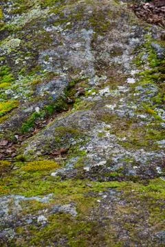 Different colored molds on a rock - texture Stock Photos