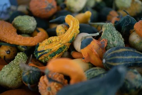 Different colored pumpkins on top of each other Stock Photos