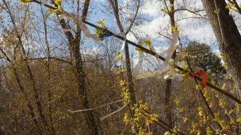 Different colored tapes on branches are waving in a strong wind. Stock Footage 111515535
