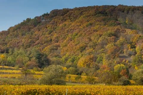 Different colored trees and shrubs in autumn Stock Photos
