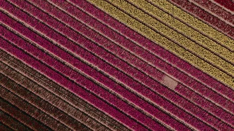 Different colored tulips seen from the sky Stock Footage 270572512