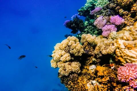 Different colorful corals at the reef with deep blue water and fishes in ma.. Stock Photos