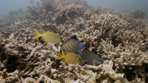 Different Colorful tropical  fish feed on a coral reef in Micronesia Stock Footage 274358487