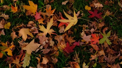 Different Colors And Types Of Leaves Moving with Wind On Grass. Stock Footage 166755598