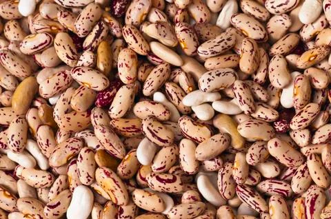 Different colors of beans drying in the sun Stock Photos