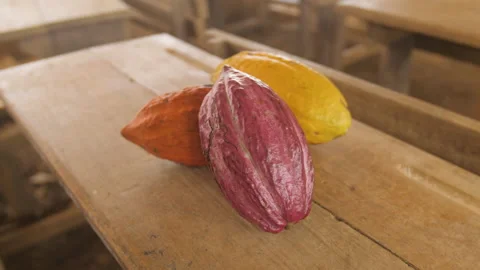 Different colors of cocoa pods on a table in a village, in Ivory Coast Stock Footage 221521250