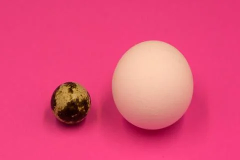 Different colors easter eggs, quail eggs and white feathers on pastel pink ba Stock Photos
